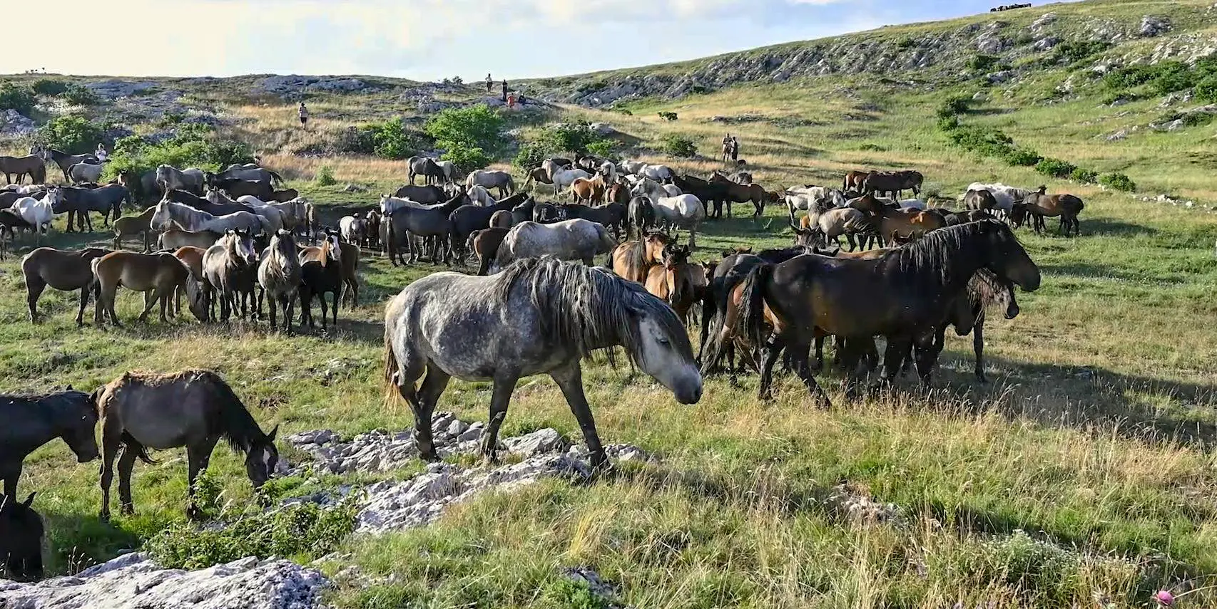 Divlji konji Livno, Ajdin kamber, Inforadar
